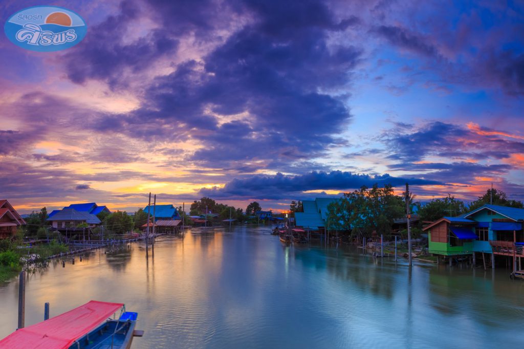 ปลูกป่าชายเลน สมุทรสงคราม (Plant mangrove trees)